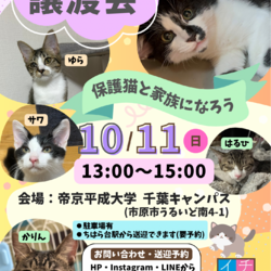 さくらねこDays 保護猫譲渡会