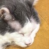 にゃくさ