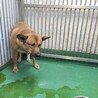 温かいおうちの子になれますように サムネイル4