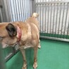温かいおうちの子になれますように サムネイル3