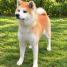     第二の犬生を大切にしてくださるご家族募集 サムネイル3