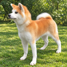     第二の犬生を大切にしてくださるご家族募集 サムネイル4