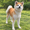     第二の犬生を大切にしてくださるご家族募集 サムネイル5