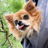 かくれ食いしん坊！まんまるおめめのププちゃん♡ サムネイル4