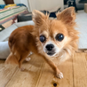 かくれ食いしん坊！まんまるおめめのププちゃん♡ サムネイル5