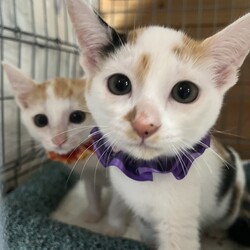 保護ねこ譲渡会in防府市新田 サムネイル3