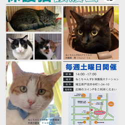 ねこちゃんず8 保護猫譲渡会