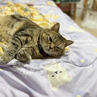 ひめ