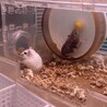 ジャンガリアンハムスター里親募集 サムネイル1