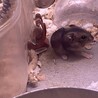 ジャンガリアンハムスター里親募集 サムネイル2