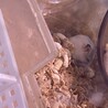 ジャンガリアンハムスター里親募集 サムネイル3