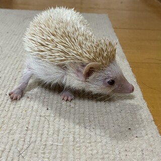 ハリネズミ里親募集