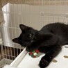 とっても懐っこいカシス君です！ サムネイル4