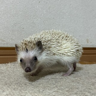ハリネズミの里親募集
