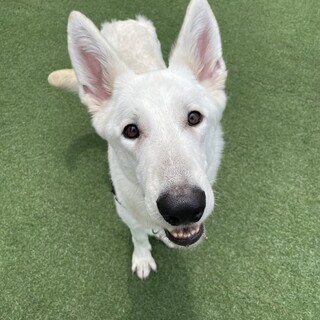 ホワイトシェパード 1歳6ヶ月 オス