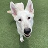 ホワイトシェパード 1歳6ヶ月 オス サムネイル1