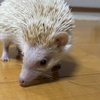 ハリネズミの里親募集