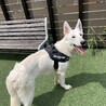 ホワイトシェパード 1歳6ヶ月 オス サムネイル2