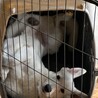 ホワイトシェパード 1歳6ヶ月 オス サムネイル3