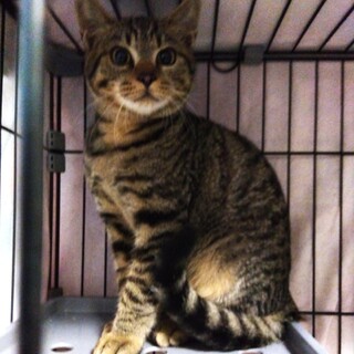 かわいい子猫です