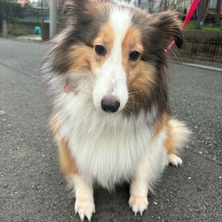 ビビりなのに、実は、甘ったれなシェルティー