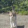 生後2ヶ月の兄弟猫！ワクチン・去勢/避妊後の引渡し サムネイル4