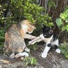 生後2ヶ月の兄弟猫！ワクチン・去勢/避妊後の引渡し サムネイル6