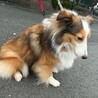 ビビりなのに、実は、甘ったれなシェルティー サムネイル5