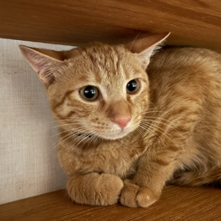 まだ素直になれない★はっさく★人馴れ修業中