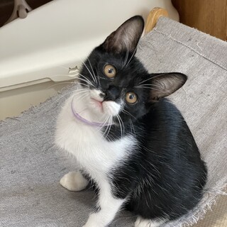 マスク猫★たかお★白多めお気に入りに登録する