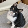 マスク猫★たかお★白多めお気に入りに登録する サムネイル1