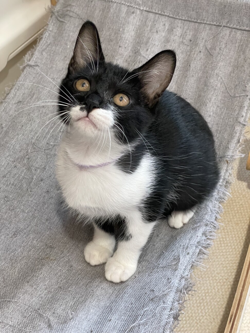 マスク猫★たかお★白多めお気に入りに登録する サムネイル2