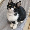 マスク猫★たかお★白多めお気に入りに登録する サムネイル2