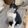 マスク猫★たかお★白多めお気に入りに登録する サムネイル3
