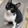 マスク猫★たかお★白多めお気に入りに登録する サムネイル4