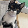 マスク猫★たかお★白多めお気に入りに登録する サムネイル5