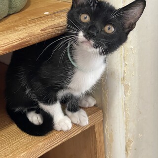マスク猫★はこね★黒多めお気に入りに登録する