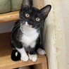 マスク猫★はこね★黒多めお気に入りに登録する サムネイル2