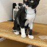 マスク猫★はこね★黒多めお気に入りに登録する サムネイル3