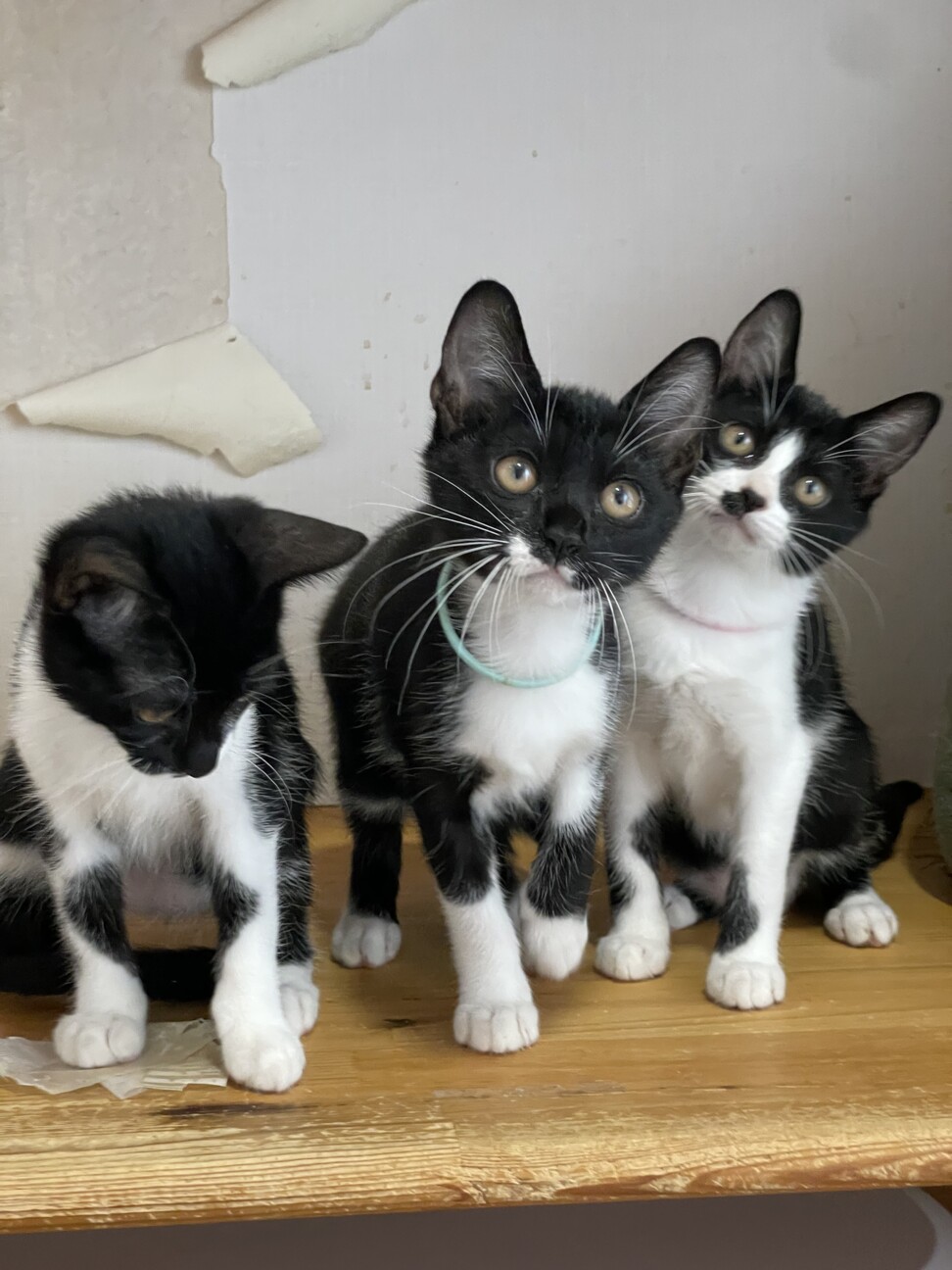 マスク猫★はこね★黒多めお気に入りに登録する サムネイル4