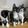 マスク猫★はこね★黒多めお気に入りに登録する サムネイル4