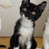 マスク猫★はこね★黒多めお気に入りに登録する サムネイル5