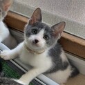 白グレー★きんとき★お笑い担当？
