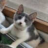 白グレー★きんとき★お笑い担当？ サムネイル1