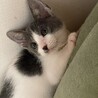 白グレー★きんとき★お笑い担当？ サムネイル2