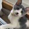 白グレー★きんとき★お笑い担当？ サムネイル3
