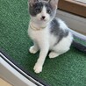 白グレー★きんとき★お笑い担当？ サムネイル4