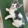 白グレー★きんとき★お笑い担当？ サムネイル5