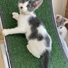 白グレー★きんとき★お笑い担当？ サムネイル6