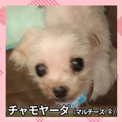 10/10　大阪府吹田市　犬カフェcocomoさんで　譲渡会！ サムネイル3